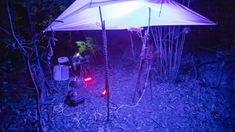 لماذا تنجذب الحشرات نحو الضوء؟.. باحثون يوضحون السبب