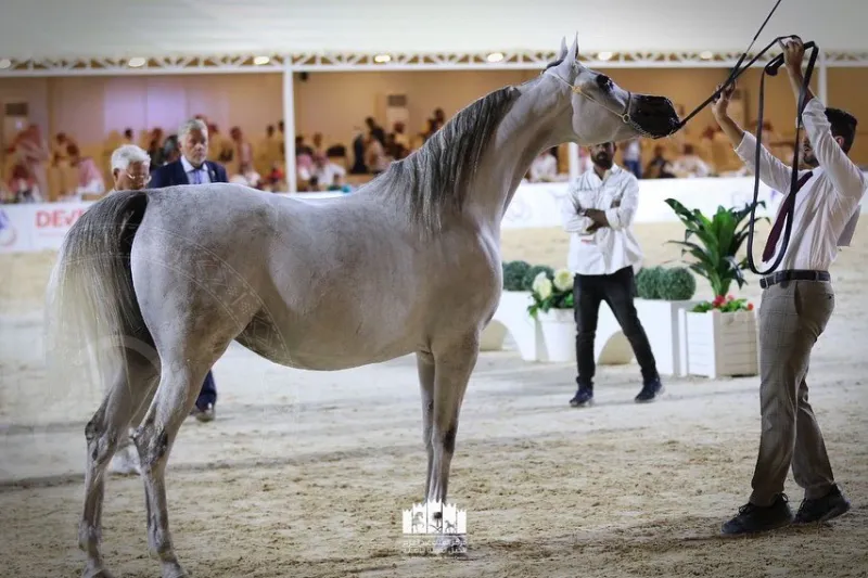 انطلاق بطولة "المرتجز" لجمال الخيل العربية الأصيلة بالرياض.. 22 فبراير