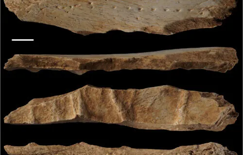 اكتشاف عظمة قديمة تشير إلى بدايات ارتداء الجلود  منذ 40 ألف عام