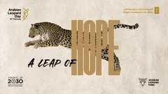 في يومه العالمي.. الهيئة الملكية لمحافظة العُلا تُطلق حملة "وثبة أمل" لحماية النمر العربي