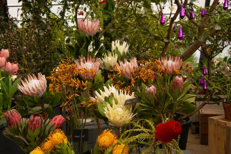 في أسبوع الحب.. ماذا تعني ألوان الورد التي تقدمها لشريكتك؟ 