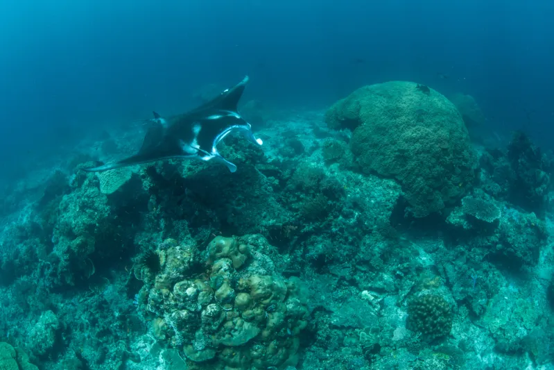 "4 أضعاف برج خليفة".. اكتشاف جبل عملاق تحت الماء يضم كائنات غريبة