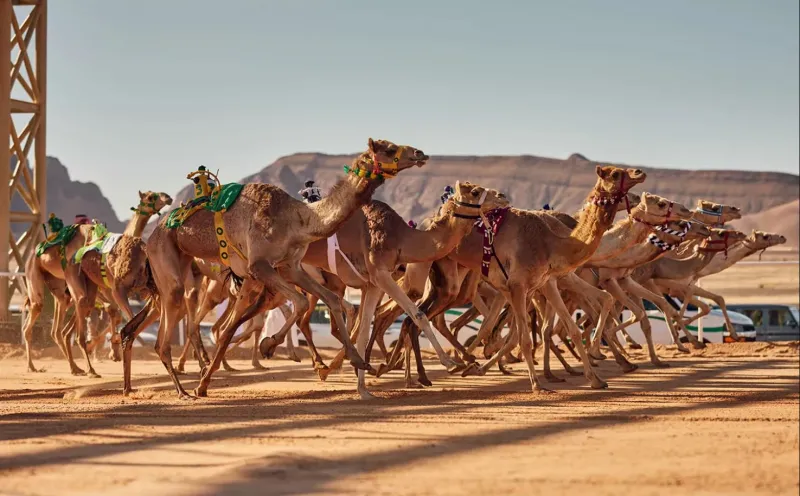 انطلاق "كأس العُلا للهجن" في نسخته الثانية.. 24 أبريل