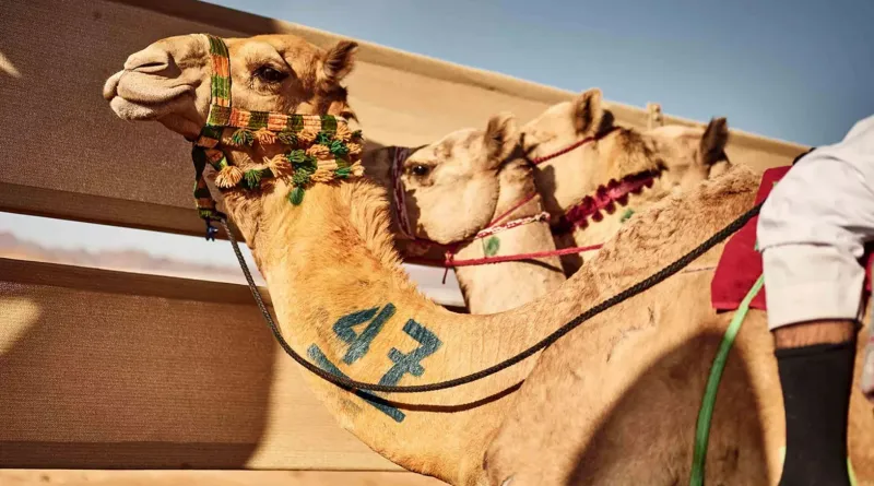 انطلاق "كأس العُلا للهجن" في نسخته الثانية.. 24 أبريل