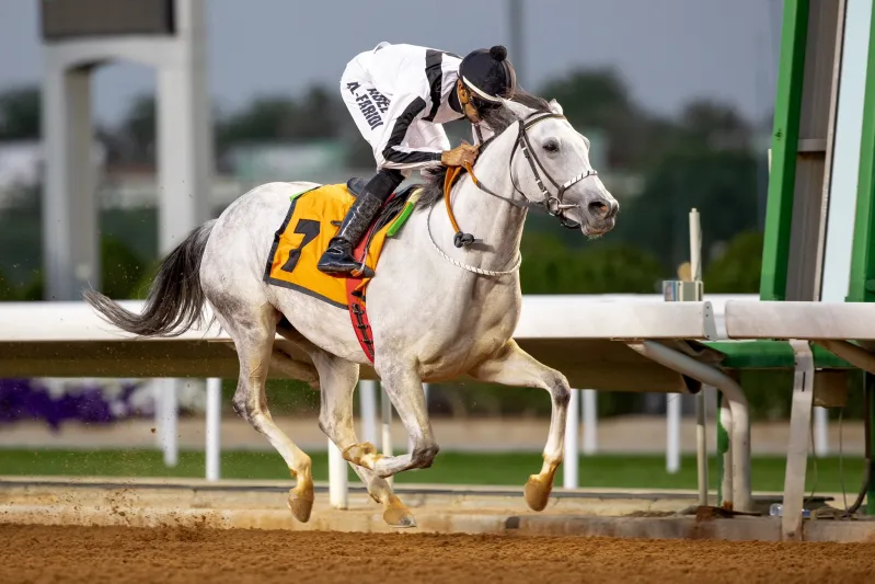 برعاية خادم الحرمين الشريفين.. انطلاق كأس الملك عبد العزيز للخيل