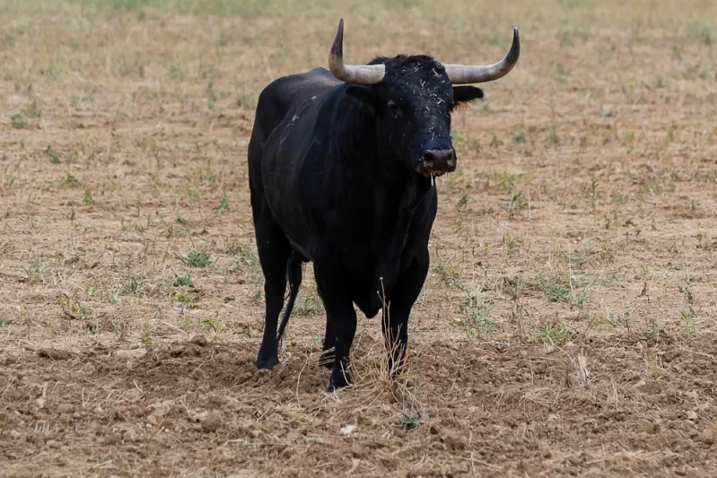 ثور هائج ينطح رجلا في عسير ويشل المرور (فيديو)