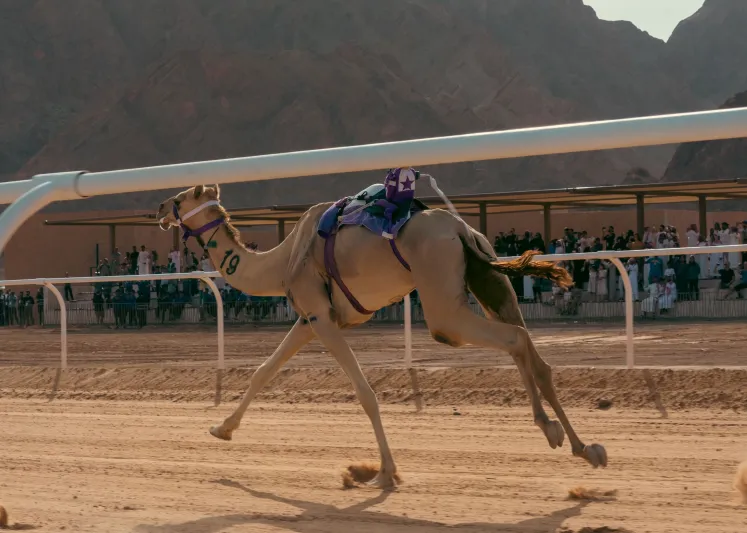 منافسات قوية ومثيرة في اليوم الثالث لكأس العُلا للهجن