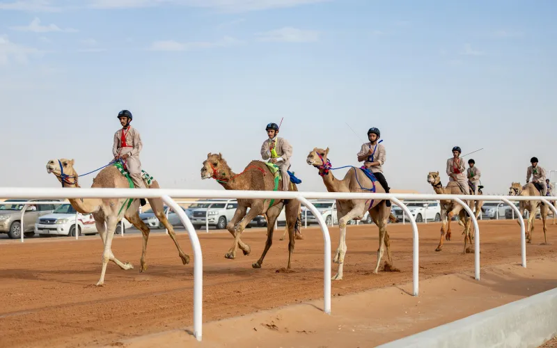 كأس العلا للهجن 2024.. حكاية مهرجان يجمع بين الإثارة والتراث