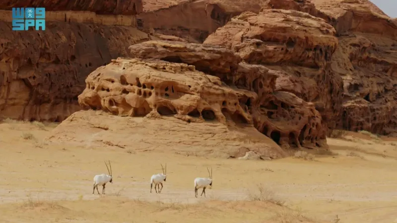 فيلم "هورايزن" السعودي يحصد جائزة "هيرميز" الإبداعية الدولية