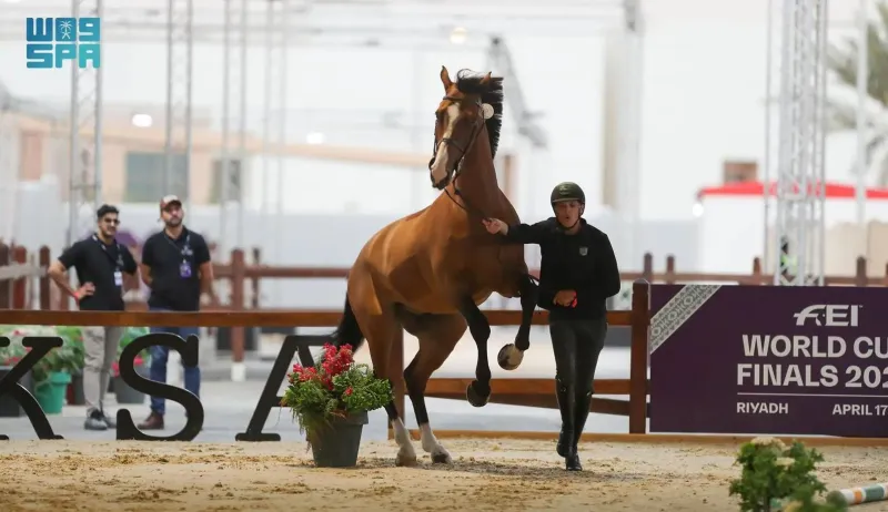 فرسان العالم يبدأون تدريباتهم في مونديال قفز الحواجز والترويض بالسعودية