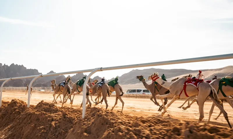 ختام مثير ليوم ثانٍ حافل في كأس العُلا للهجن