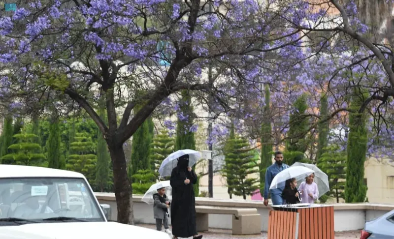  "أشجار الجاكرندا" تجذب الزوار والمتنزهين في عسير 