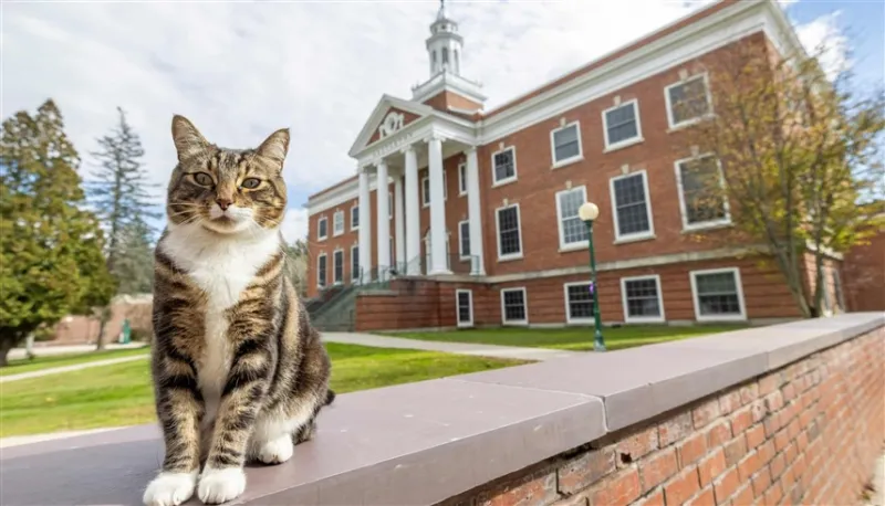جامعة أمريكية تمنح قطًا الدكتوراه الفخرية.. ما السبب؟