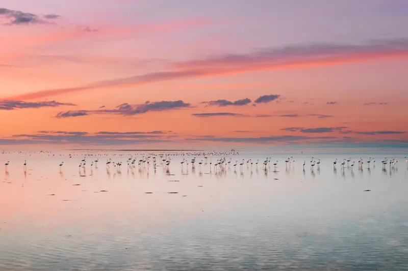 مصور سعودي يوثق تحليق طيور الفلامنجو في سماء المملكة