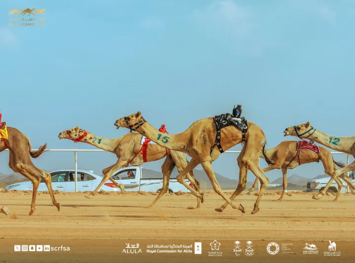 كأسا "العالم" و"العرب" للهجن في ضيافة "العُلا"