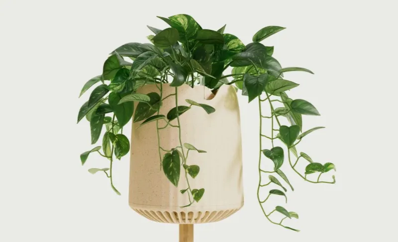 شركة أمريكية تطور نبتة معدلة جينيًا لمحاربة تلوث الهواء