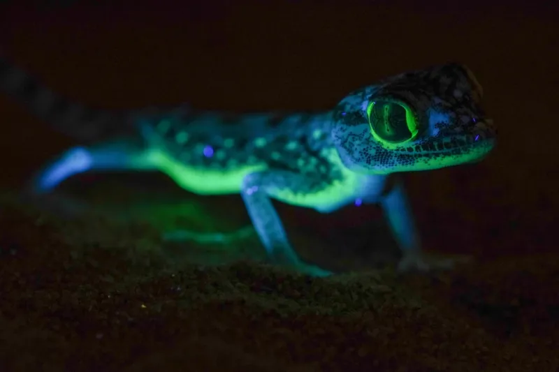 "سحالي فريدة" من نوعها بصحراء السعودية تتوهج في الظلام