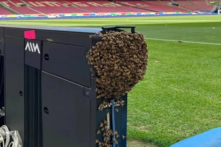 لقطة طريفة.. سرب ضخم من النحل يجتاح ملعب مباراة ألمانيا والمجر (فيديو)