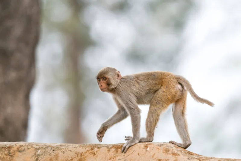 مجموعات من القردة تثير هلع الأهالي بأحد أحياء الرياض (صور)