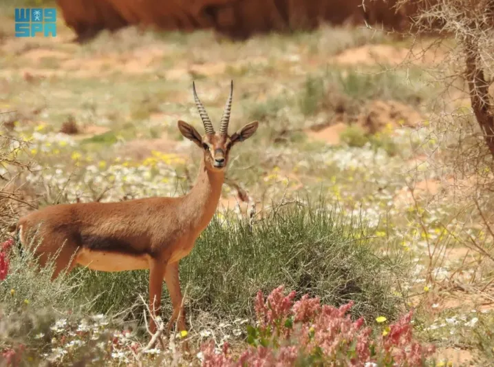 وجهتان سعوديتان ضمن قائمة "تايم" لأعظم الأماكن في العالم لعام 2024