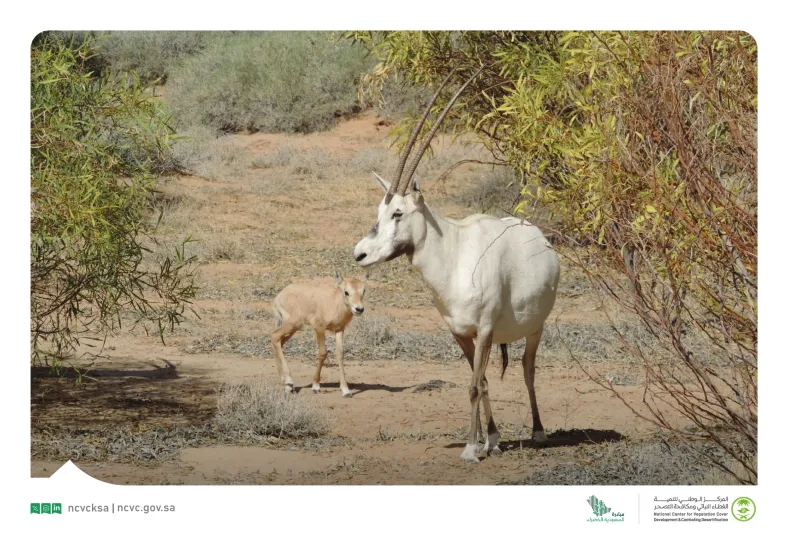أول ولادة للمها العربي المهدد بالانقراض بمتنزه القصيم الوطني