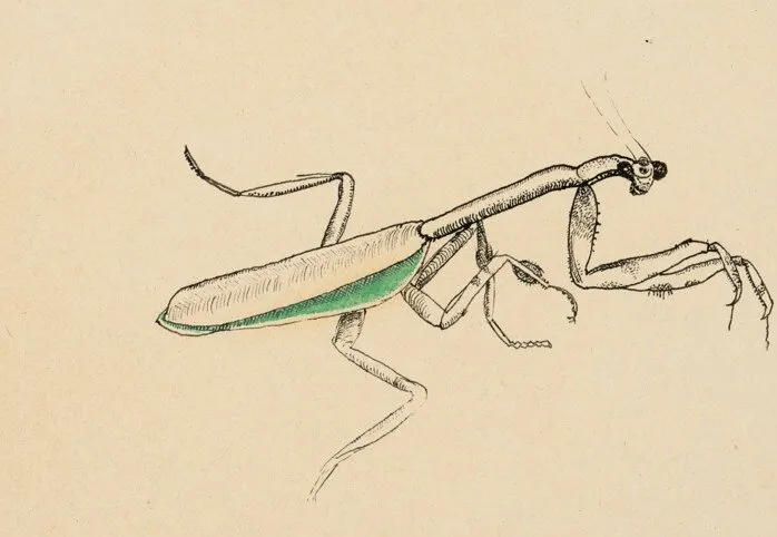 "صرصور الليل" لفرويد يُباع بـ63 ألف جنيه إسترليني في مزاد