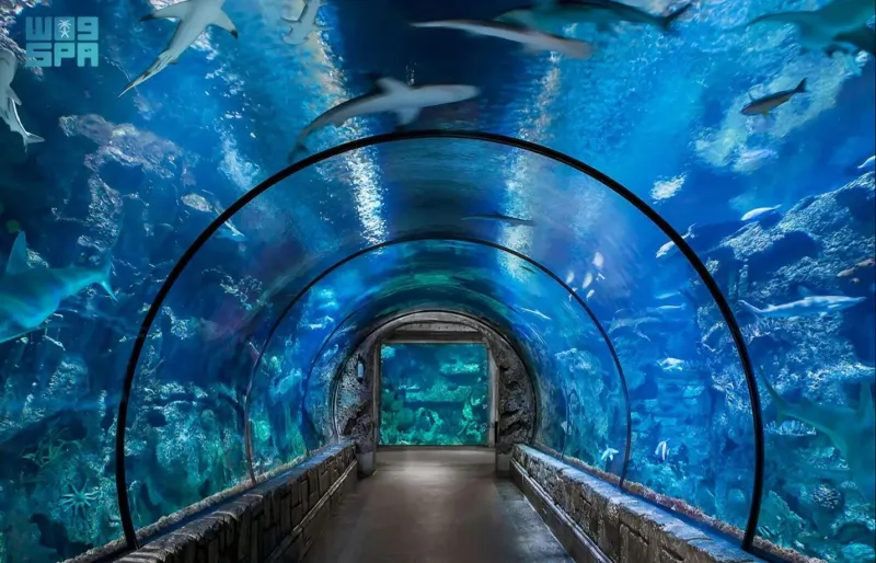 أكواريوم فقيه: مغامرة بحرية لا مثيل لها في قلب موسم جدة