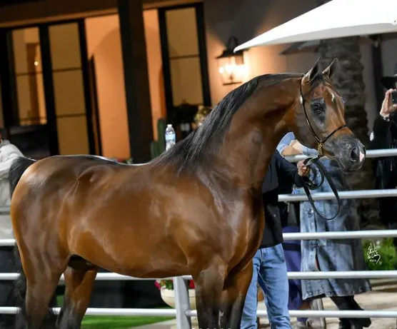 مليون دولار لشراء حصان جيف بيزوس.. سعودي يكشف أسرار الصفقة (فيديو)