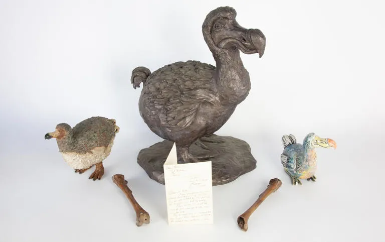 عرض مجموعة عظام لطائر "الدودو" المنقرض في مزاد الشهر المقبل