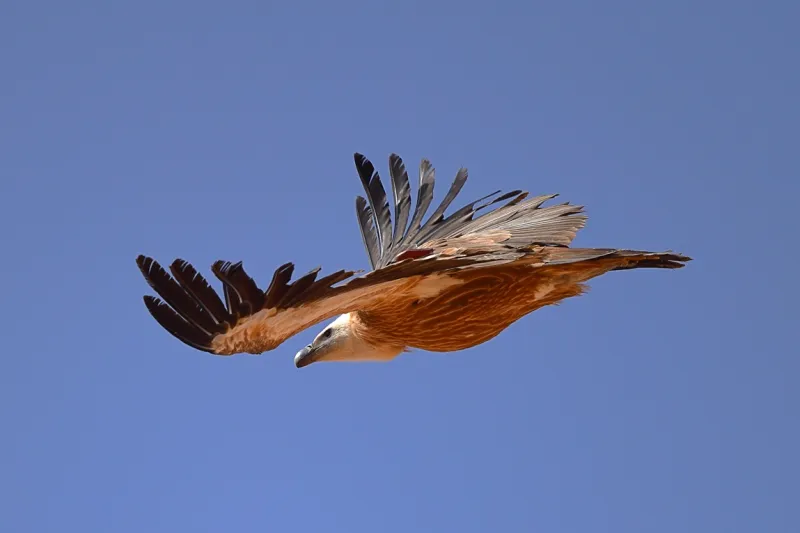 محمية الأمير محمد بن سلمان الملكية تكتشف 3 مستعمرات تكاثر لنسور غريفون الأوراسية