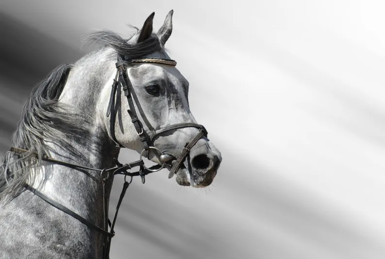 الصين تستبدل بالخيول والحمير طائرات لنقل مواد البناء (فيديو)