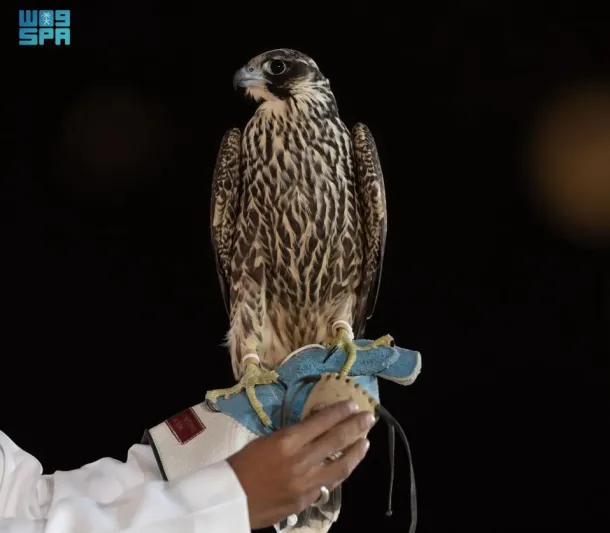 بيع صقرين بـ 305 آلاف ريال في الليلة العاشرة لمزاد نادي الصقور السعودي 2024