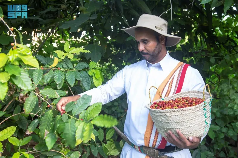 في اليوم العالمي للقهوة.. كيف جسد المشروب الأشهر التراث الثقافي السعودي