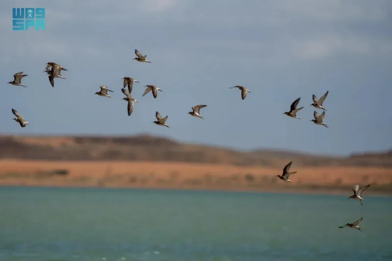 محمية الملك سلمان الملكية تنضم إلى القائمة الخضراء الدولية
