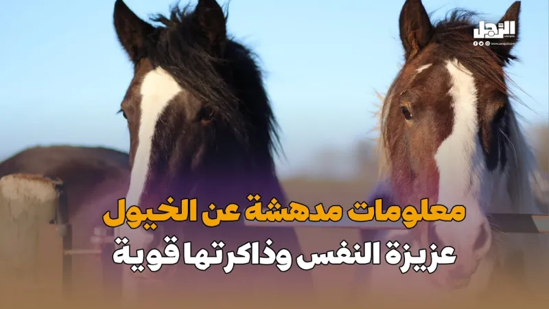 معلومات مدهشة عن الخيول.. عزيزة النفس وذاكرتها قوية (فيديوجراف)