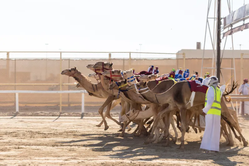 شاهد| خادم الحرمين الملك سلمان يحضر حفل «#سباق_الهجن»