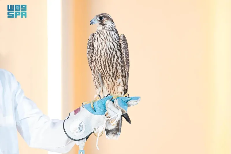 بيع شاهين بـ 62 ألف ريال في الليلة العشرين لمزاد نادي الصقور السعودي 2024