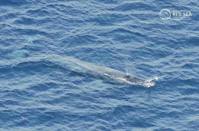 اكتشاف حوت نادر على شواطئ القنفذة بالسعودية