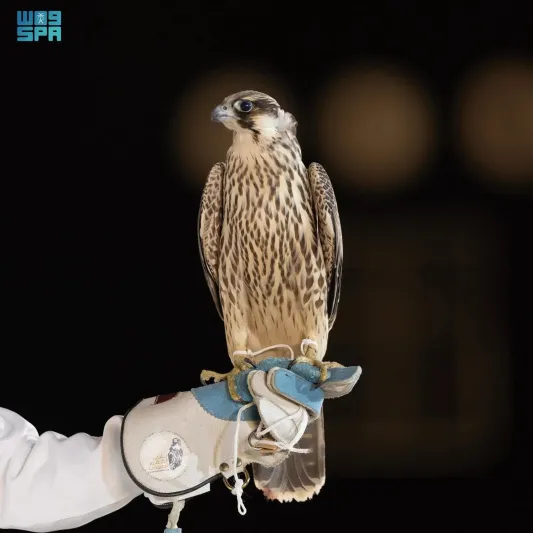 بيع 4 صقور بـ 277 ألف ريال في الليلة الـ 13 من مزاد الصقور السعودي 2024