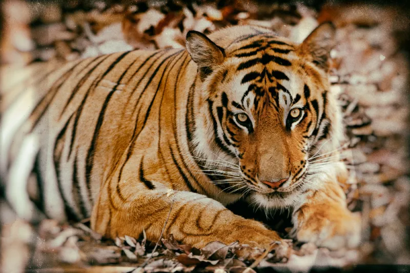 شاهد| نمر يقتل مدربه ومربيه منذ كان صغيرًا 