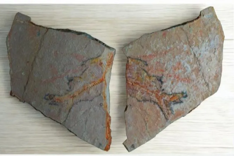 اكتشاف بقايا كائنات بحرية يزيد عمرها على 56 مليون عام شمال المملكة