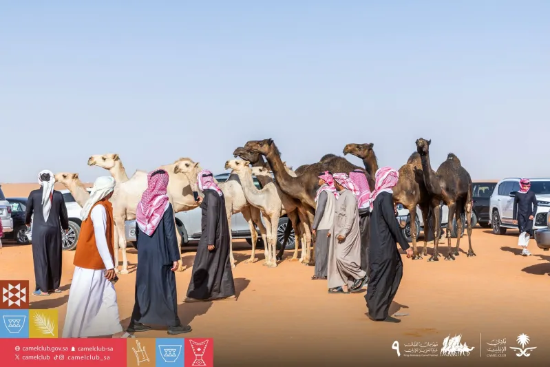 تحت شعار "عز لأهلها".. انطلاق النسخة التاسعة من مهرجان الملك عبدالعزيز للإبل