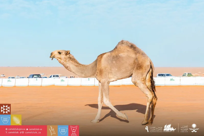 تحت شعار "عز لأهلها".. انطلاق النسخة التاسعة من مهرجان الملك عبدالعزيز للإبل