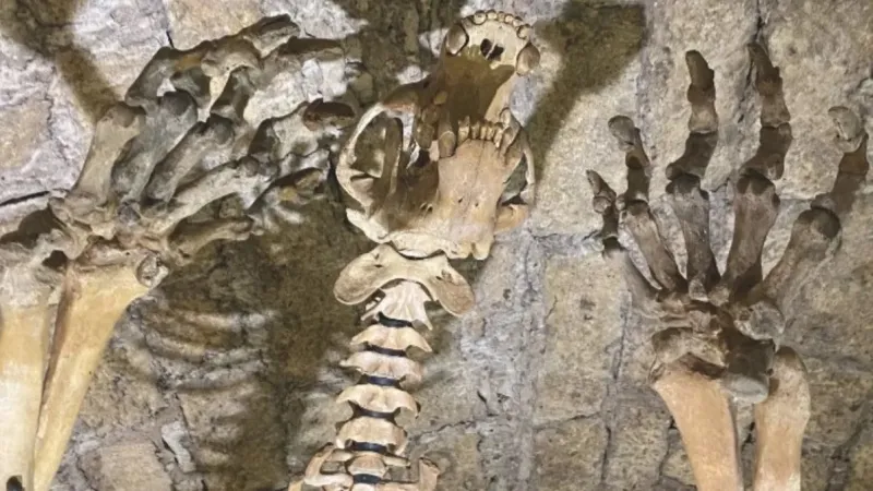 عرض هيكل دب عمره 30 ألف سنة للبيع في مزاد