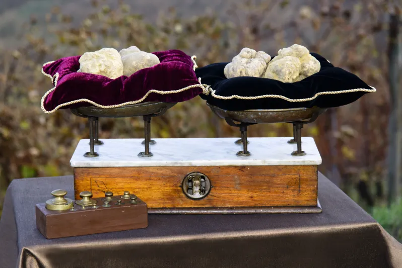 تذوق الفخامة الراقية: مطاعم تبرز سحر الفطر الأبيض الفريد