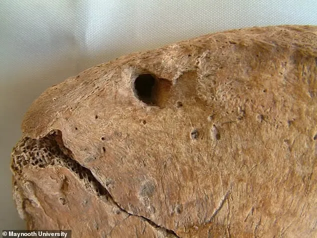 دراسة تكشف سرًا جديدًا عن تاريخ المصارعة الرومانية بين البشر والأسود 