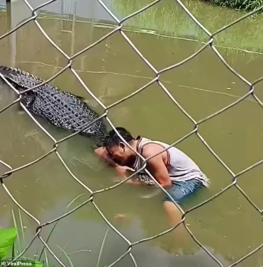 سيلفي متهور ينتهي بسائح بين أنياب تمساح (فيديو)