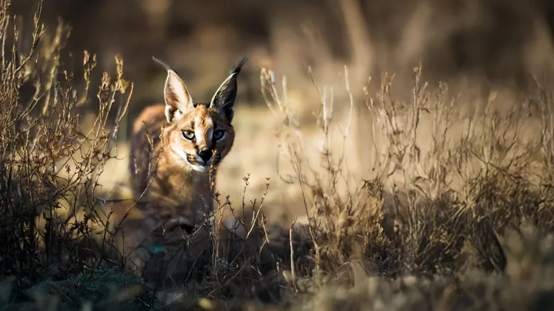 "الشرق ديسكفري" تقدم أشهر وأضخم برامج الحياة البرية في الشرق الأوسط وشمال إفريقيا