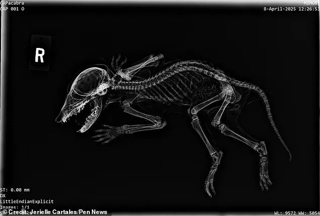 تعرف إلى كاباكابرا! مومياء غريبة بأيدٍ بشرية تُربك العلماء