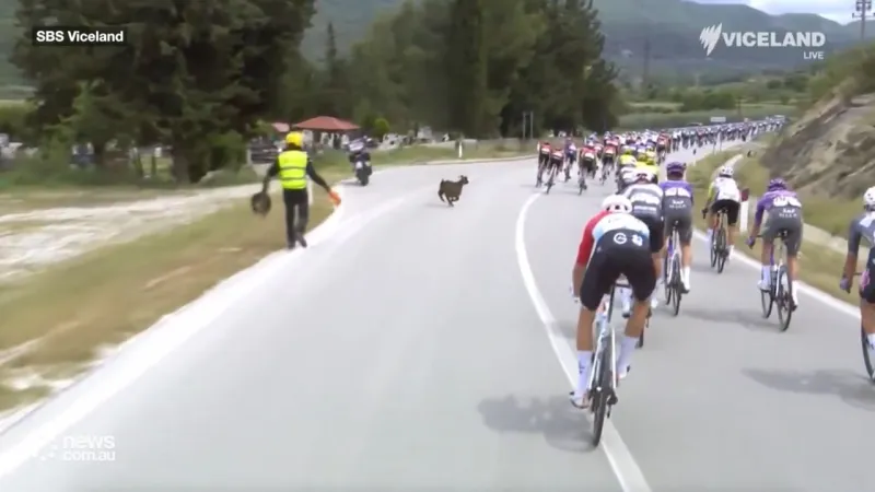 لقطة طريفة.. دراج ينجو من هجوم مباغت لماعز (فيديو)